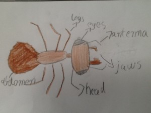 Student's labelled diagram of an ant